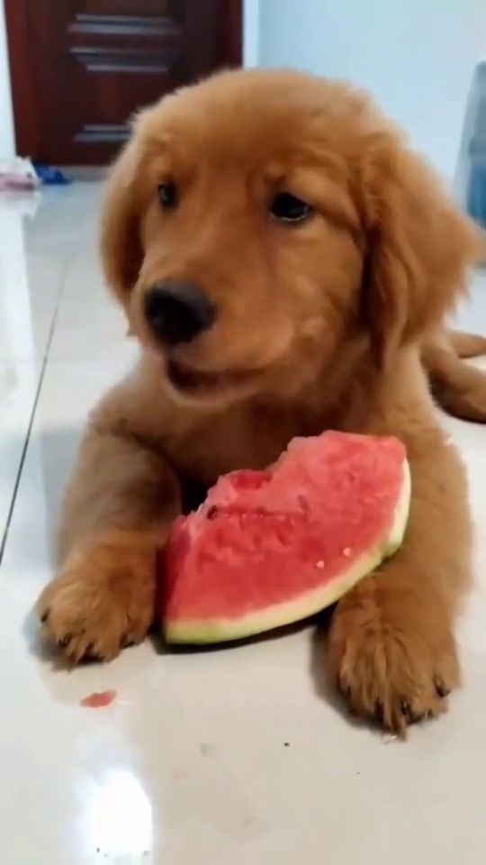 狗狗吃西瓜,你见过吗 
