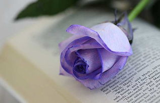 紫玫瑰的花语是什么 