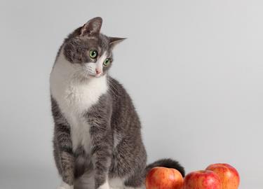 猫咪可以吃水果吗