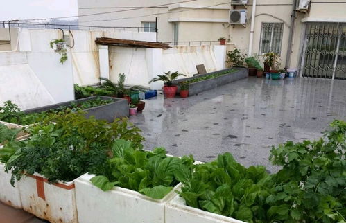 屋顶或露台一定要种点菜,简单实用,轻松拥有一个漂亮的小菜园