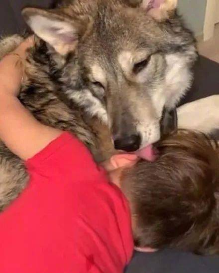 俄罗斯女子收养了一只狼崽,没想到一年后,养成了大 狗狗