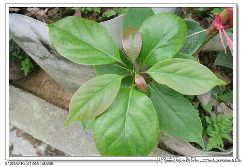 台湾牛樟芝多少钱？牛樟芝作用有哪些？