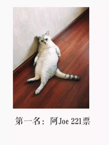 猫也爱音乐,只是不喜欢你听的那种 