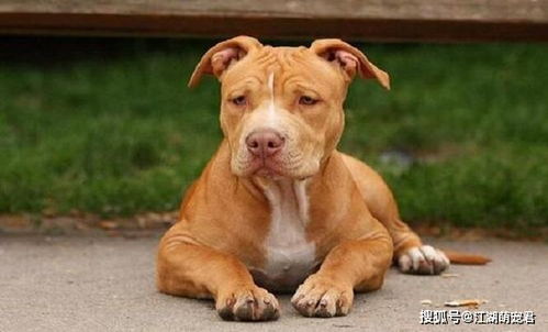 城市禁养的5种宠物犬,中华田园犬上榜让人意外