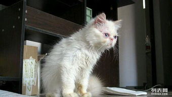 蓝眼睛纯种白色加菲猫出售,可刷卡