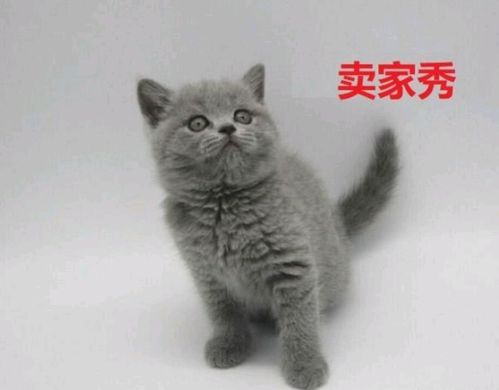 女主网购一只蓝猫,猫咪越长越不对劲,3个月后女主哭着要退货