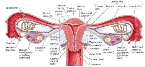 女性腹股沟处的包块,除了疝气,还可能是什么呢