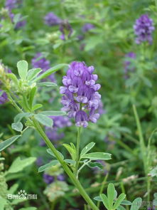 紫花苜蓿什么时候种,一、紫花苜蓿的种植时间