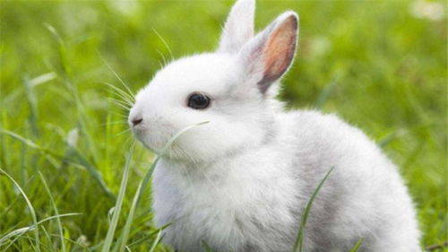 兔子的寿命取决于饮食,想给它更健康的生活 学会喂食方法