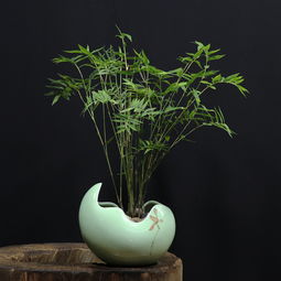 盆景竹子怎么养才旺盛,剑竹盆栽护理？