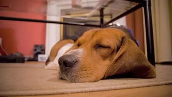 为啥狗睡觉总做梦啊,为什么狗睡觉总是做梦？