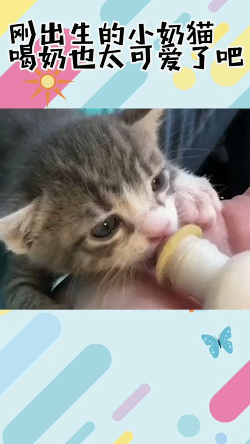 刚出生的小奶猫喝奶也太可爱了吧 