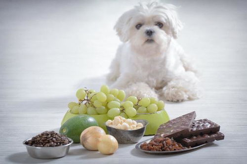 狗狗需要避免食物中毒,有哪些常见的食物,是人能吃狗狗不能吃的