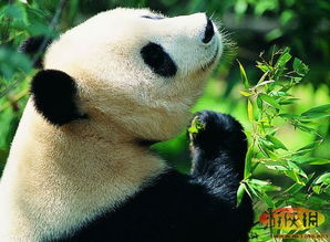 成都首只全球征名大熊猫取名奥莉奥 爆笑 