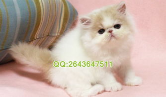 重庆哪里有卖加菲猫的 加菲猫好养吗 加菲猫多少钱