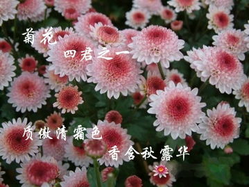 关于春花秋菊的诗句