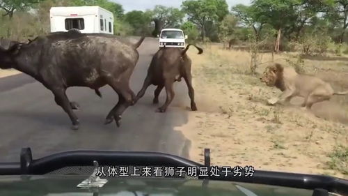 狮子为什么害怕非洲水牛 看看这头雄狮的下场,就知道了 