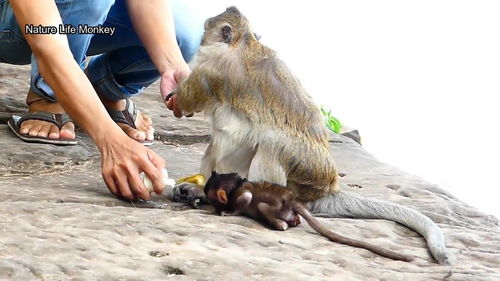 好心人给小猴喂奶,小猴吃的非常满足,还向投去了一个感谢的眼神 