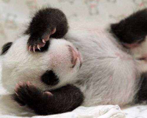 造成大熊猫幼崽较小的主要原因有哪些
