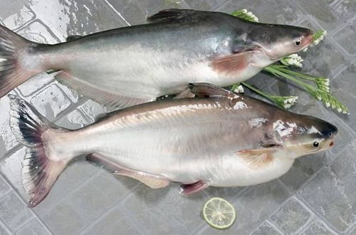 市场50元一斤的鱼,为何在超市只卖10元 鱼贩说漏 行业套路