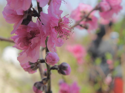 走,去濠江,招 桃花运