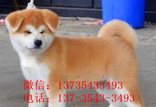 长沙秋田犬出售宠物狗市场在哪 哪里有狗买卖在哪