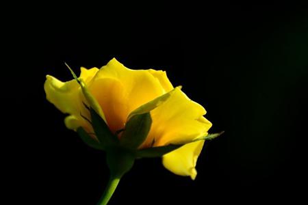 黄玫瑰图片花语是什么,黄玫瑰图片 花语