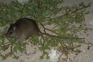 大堡礁裸尾鼠成首个因气候变化灭绝的啮齿类动物 
