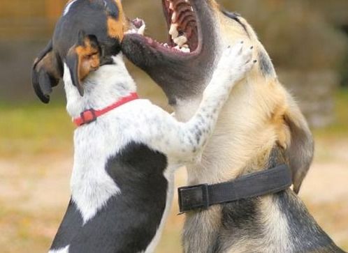 如何阻止你家的狗狗打架 主人需要亲自介入吗 记住这几点安全劝架