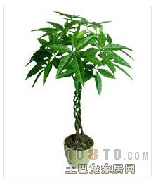 好养的绿植小型,好养的小型花卉有哪些（适合室内养的花卉推荐）