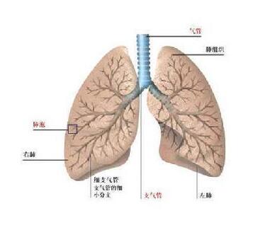 肺纤维化的偏方治疗