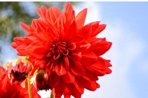 红菊 花语,红菊花：绚丽之色，爱情与激情的完美融合