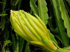 霸王花种植：一种具有高营养价值的植物