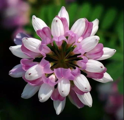 小冠花的花语：优雅与坚韧的完美结合