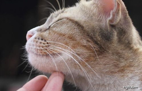 猫粉刺 是一种什么样的病 对猫咪的影响有哪些