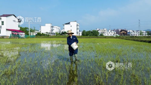 新余 千余亩农田披绿装凤凰网江西 凤凰网 