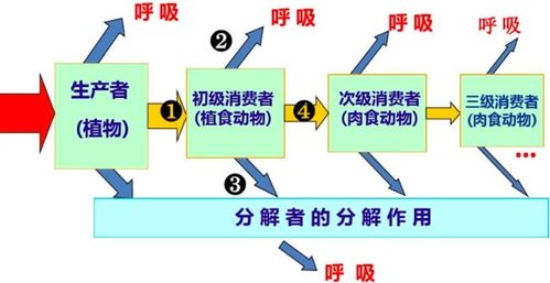 生物中的同化是什么意思,生物：同化是怎么回事???（清楚点）异化作用是什么？？-第1张图片