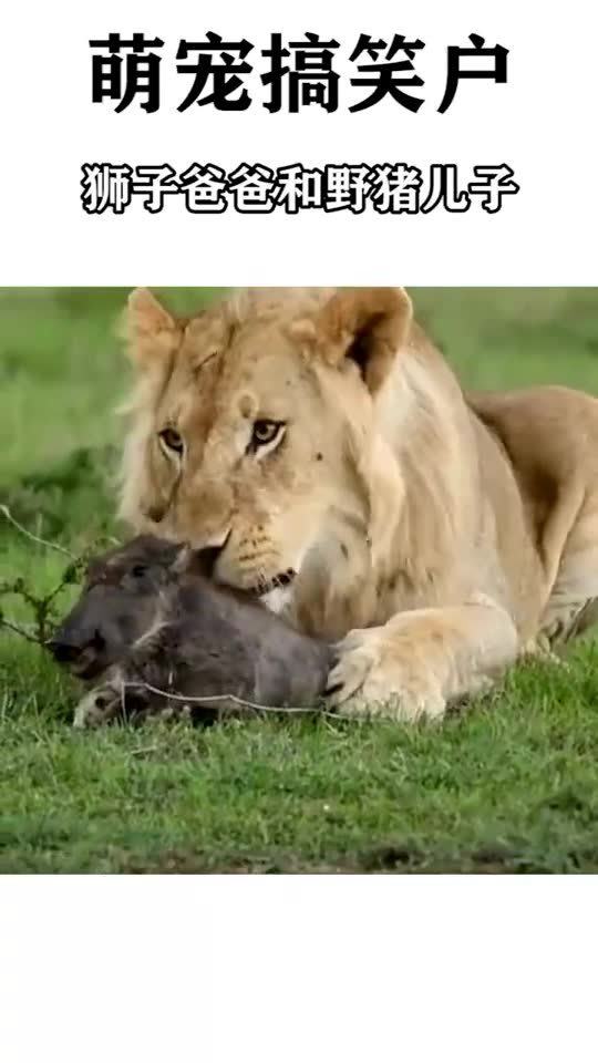 狮子爸爸和野猪儿子 