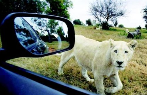 女子把头伸出车窗,想给狮子拍照,下一秒肠子都悔青了