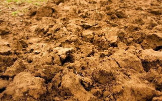 人的粪便土壤多久能吸收 新鲜的粪便埋土里可以发酵吗