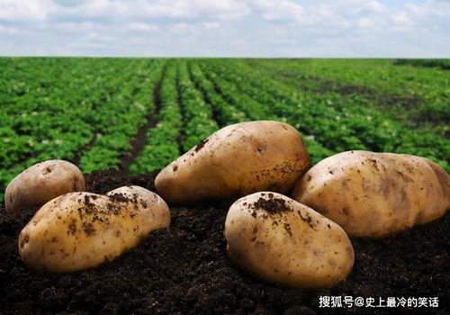 杂交水稻后,我国研发出 杂交马铃薯 ,种子种马铃薯你见过吗
