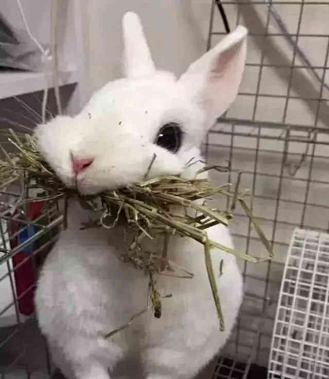 想给兔子换个吃的,结果兔子以为没得吃了,叼着最后的口粮不松口