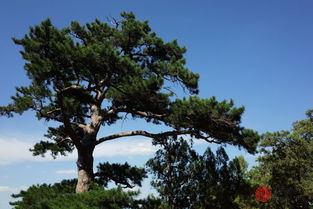 院子种植松树风水好吗