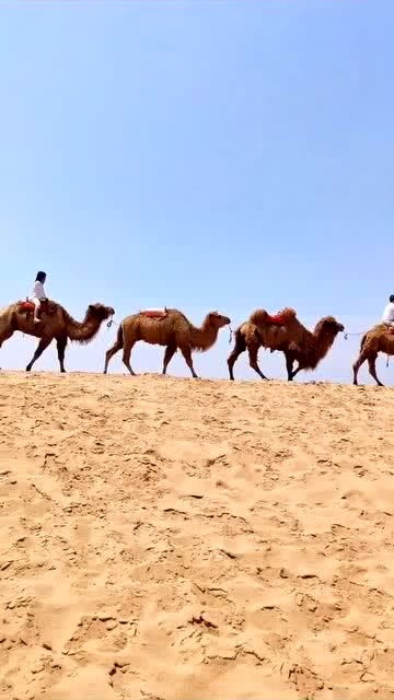 沙漠上的骆驼队,看起来很好玩的样子 