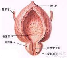 前列腺炎都有哪些症状啊