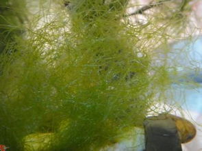我想在盆子里养蝌蚪,网友说要水藻,我想问下,要什么水藻 怎么种 