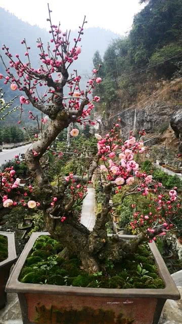 各种梅花的花语是什么,梅花的花语