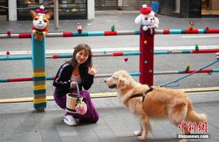 多地出台养犬新政,纵犬 虐犬都将面临重罚 为养犬人 立规矩 