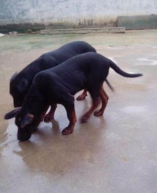 莱州红犬是不是大型猛犬 养殖场幼犬多少钱 饲养 