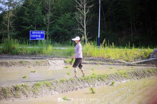 城里的你老家父母还给你留着一亩三分地 